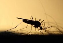 Охотник назвал действенный способ спастись от комаров