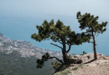 В ГД назвали слова Порошенко о Крыме попыткой выйти из политического забвения