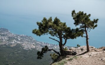 В ГД назвали слова Порошенко о Крыме попыткой выйти из политического забвения