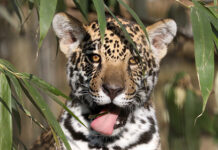 Женщина вооружилась палкой и спасла пятилетнюю дочь от леопарда