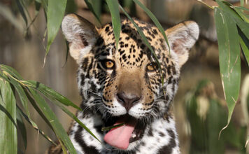 Женщина вооружилась палкой и спасла пятилетнюю дочь от леопарда