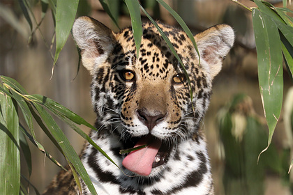 Женщина вооружилась палкой и спасла пятилетнюю дочь от леопарда